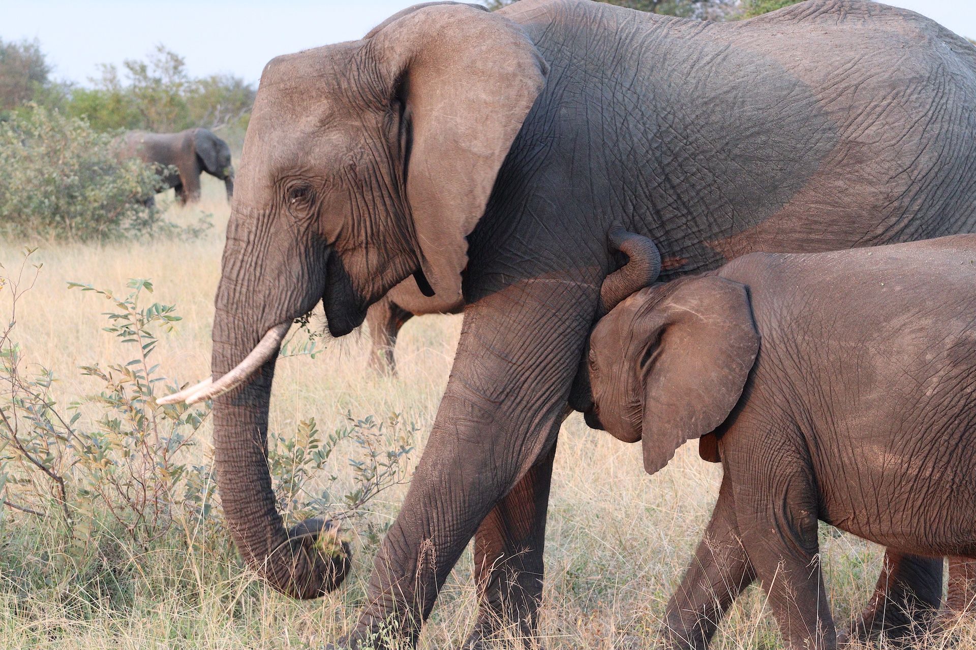 Adult and baby elephants walking through dry grass, with another elephant in the background