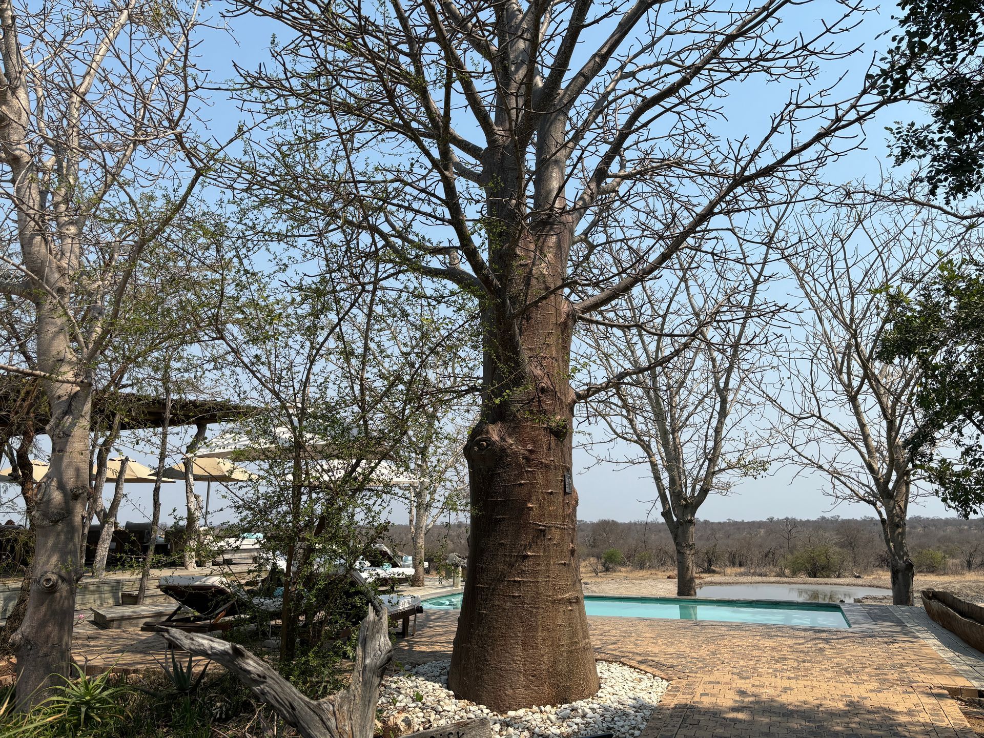 Leafless trees beside a turquoise pool with lounge chairs and a distant building under a bright sky