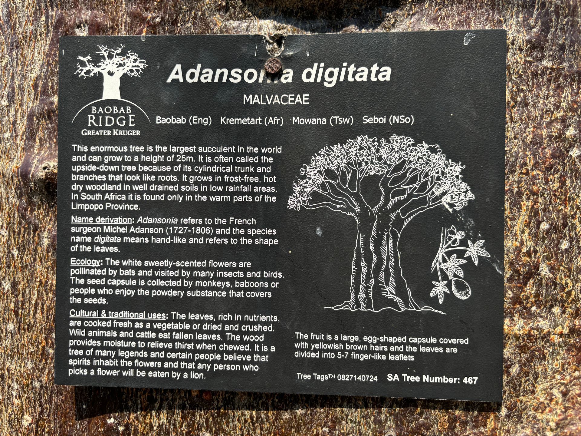 Black park sign for Abanoni, a digita with plant information and tree illustration