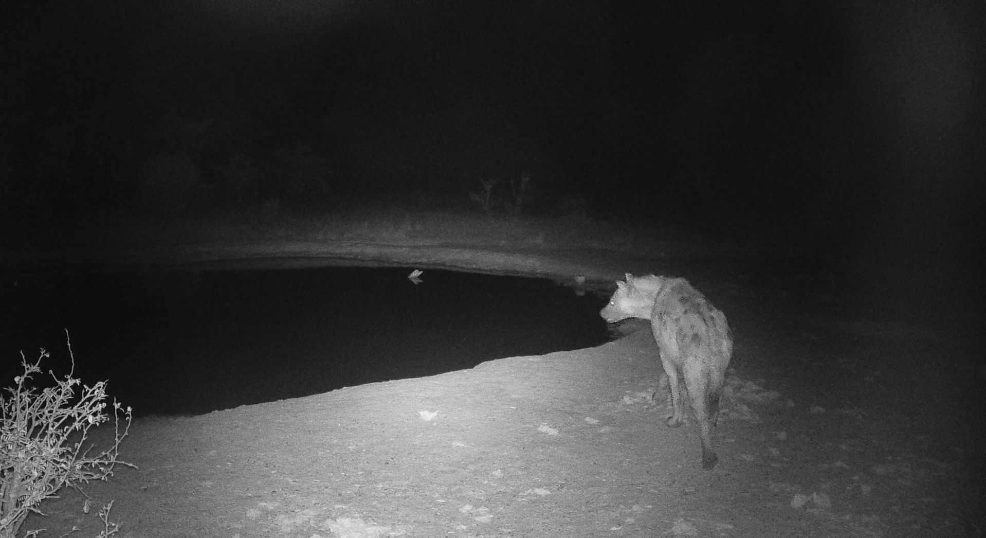 Night-vision view of a fox standing on a dirt road, facing left near a dark open area