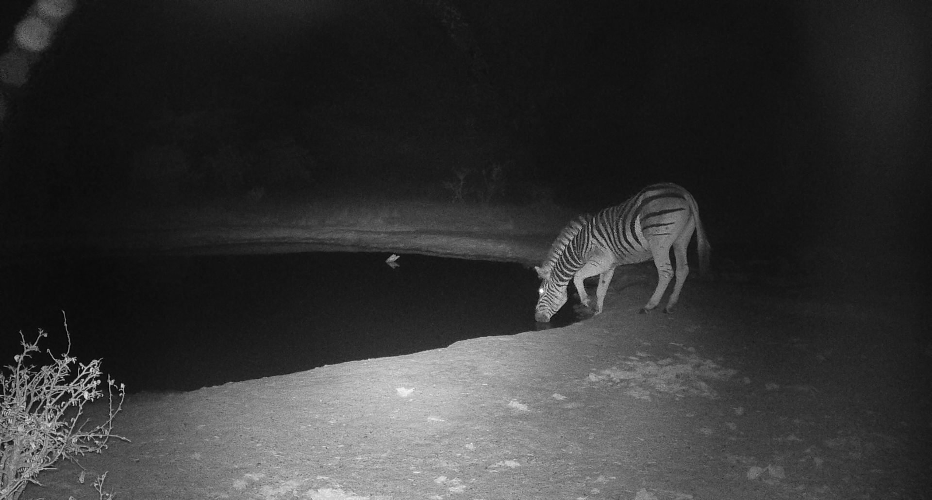 Striped zebra grazing on a dirt path at night, illuminated by a camera trap light.