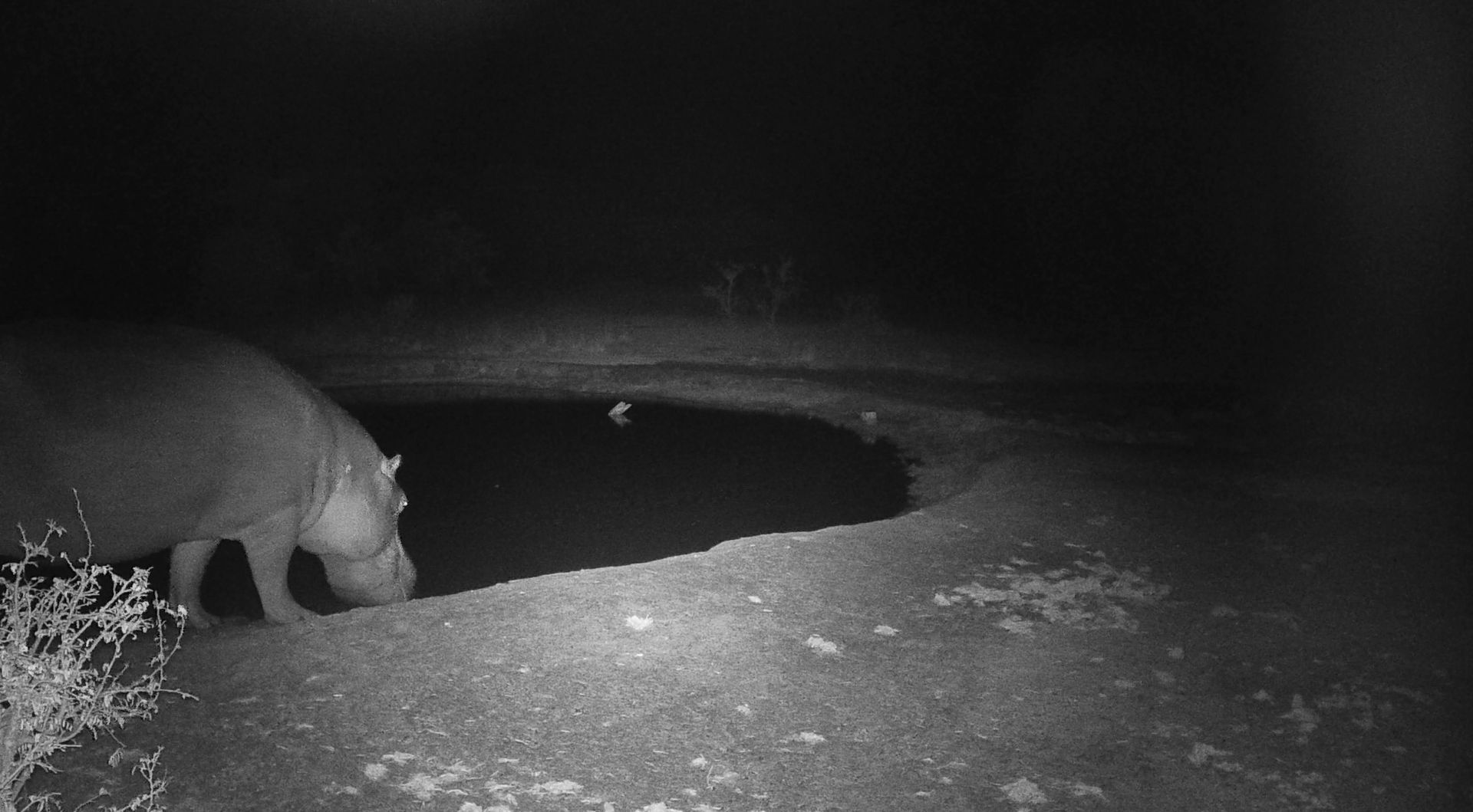 Night-vision image of a bear drinking from a dark water hole on a snowy ground