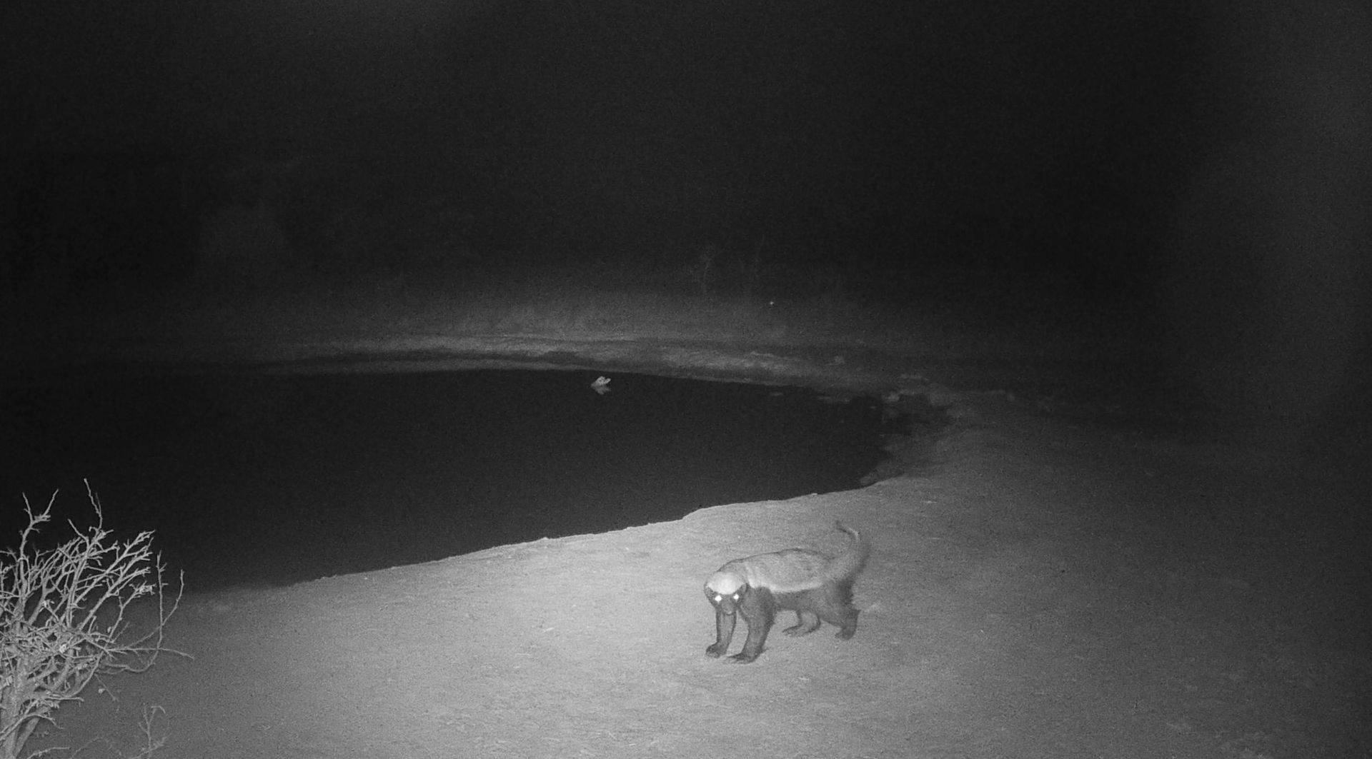 Night-vision scene of a fox walking across a snowy field beside a dark pond