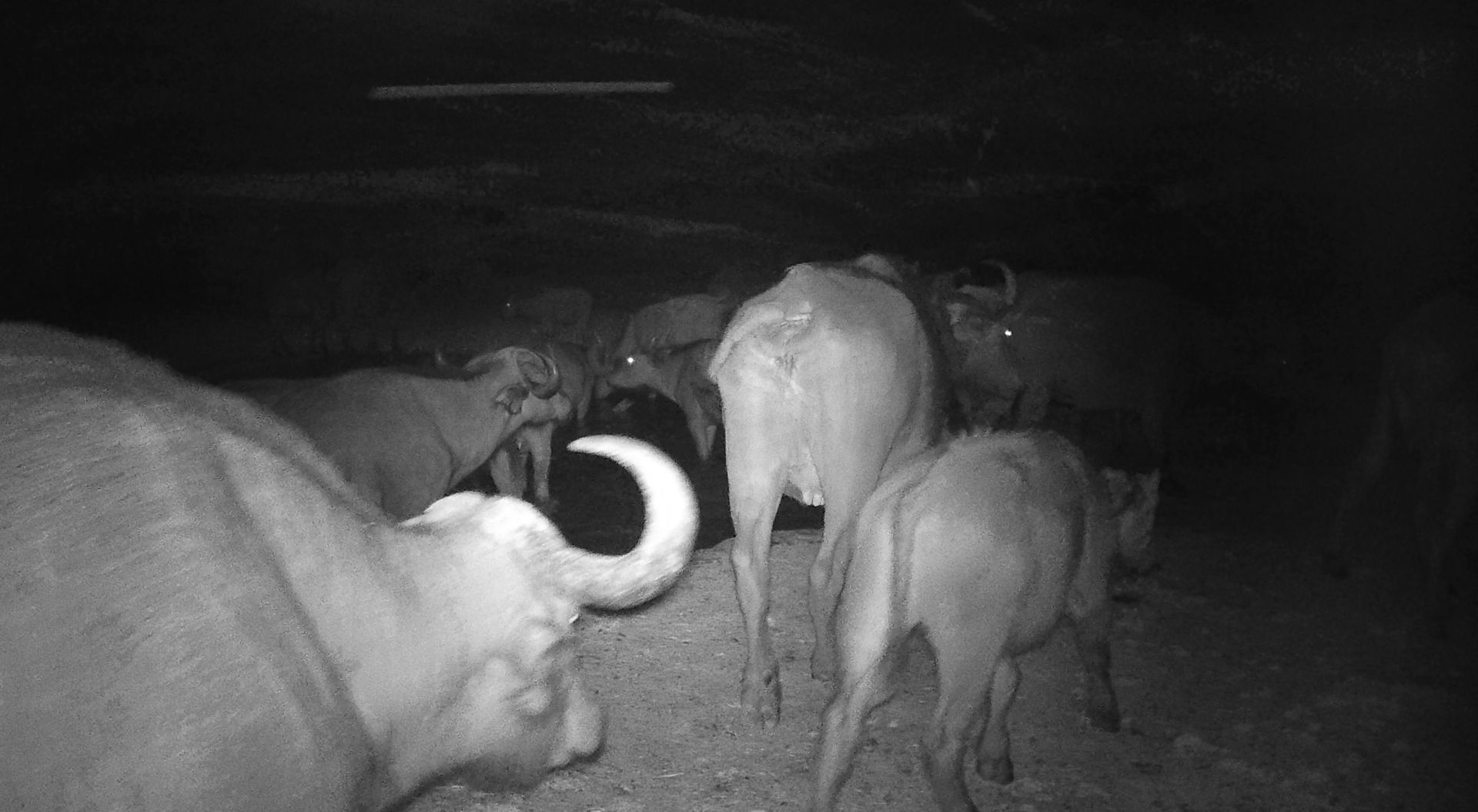 Night-vision photo of several sheep gathered together in a dark field, one facing the camera.