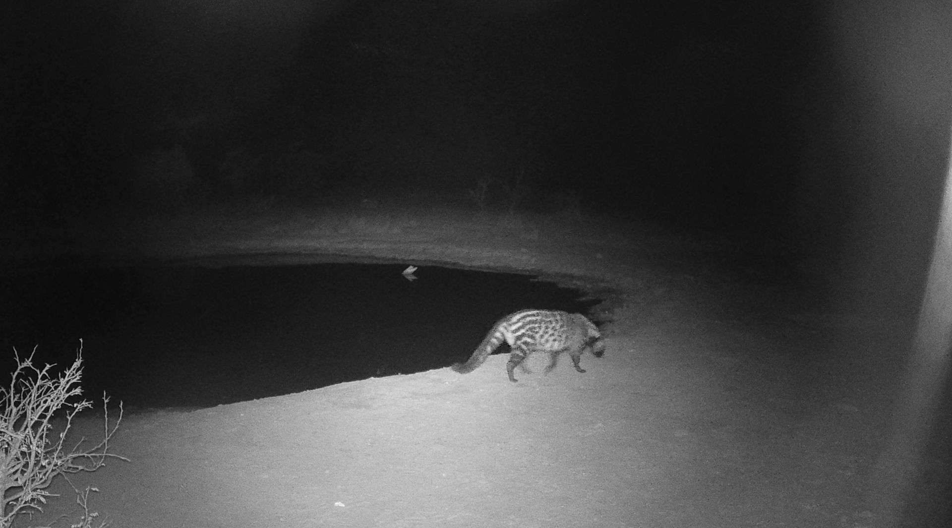 Nighttime trail camera view of a bobcat walking across a dirt path near water