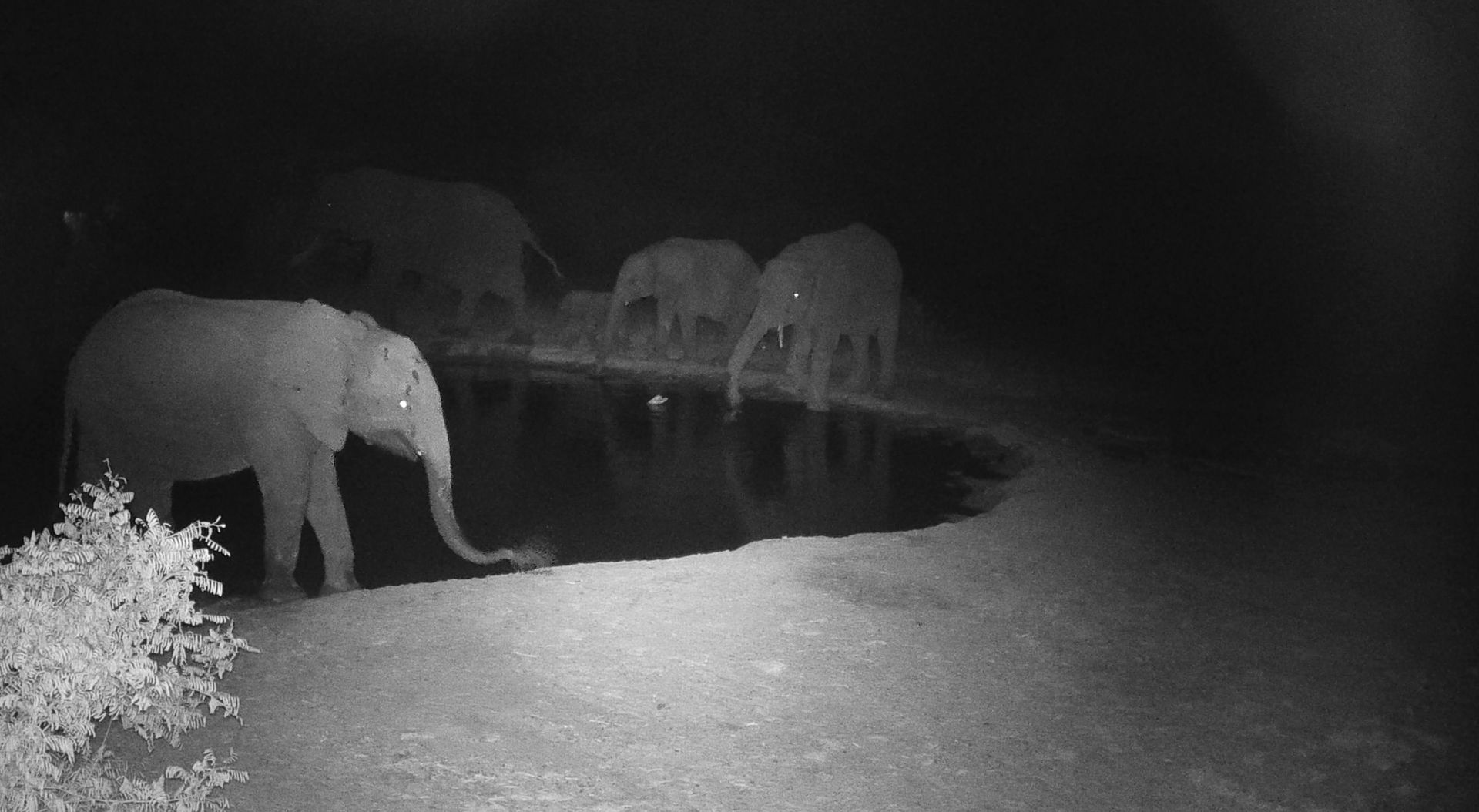 Three elephants at a waterhole at night, one drinking in the foreground.