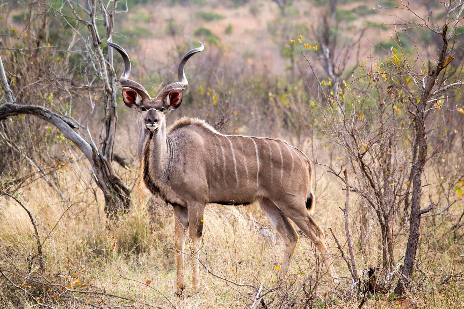 Male kudu standing in dry grassland, facing the camera with large spiral horns.