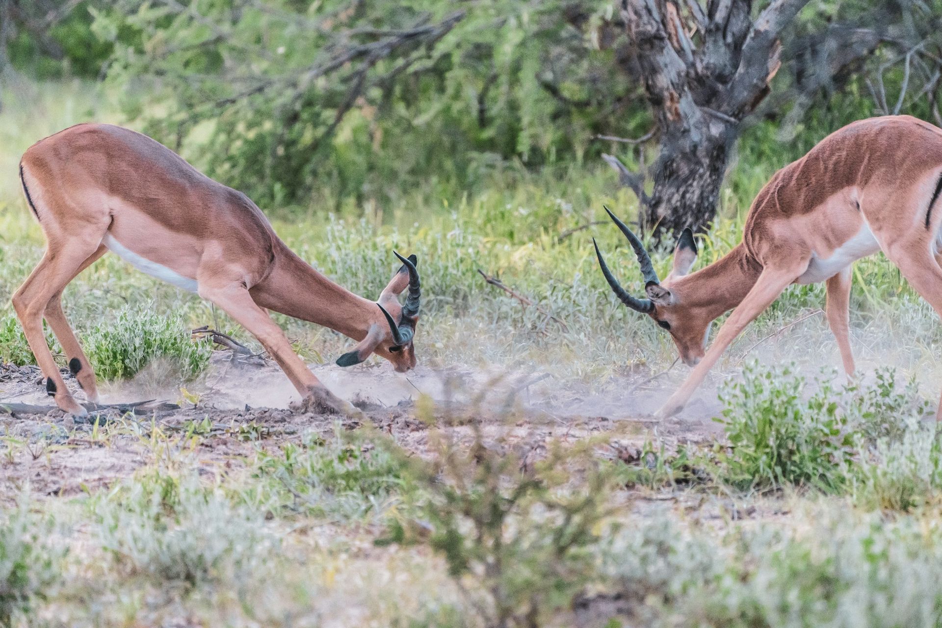 Two antelopes with heads lowered, sparring in a grassy savanna.