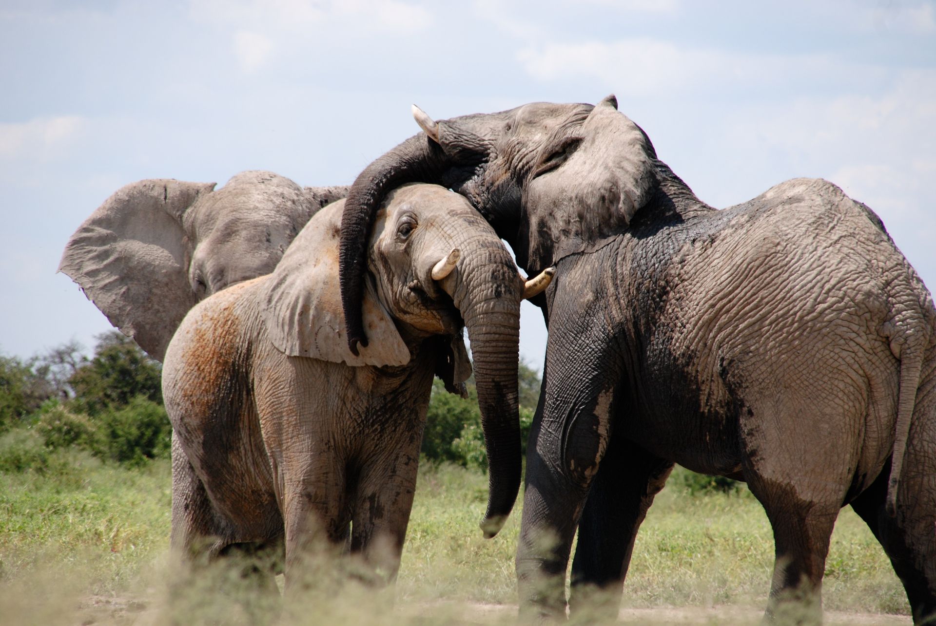 Three elephants standing close together in a grassy field, one facing the camera
