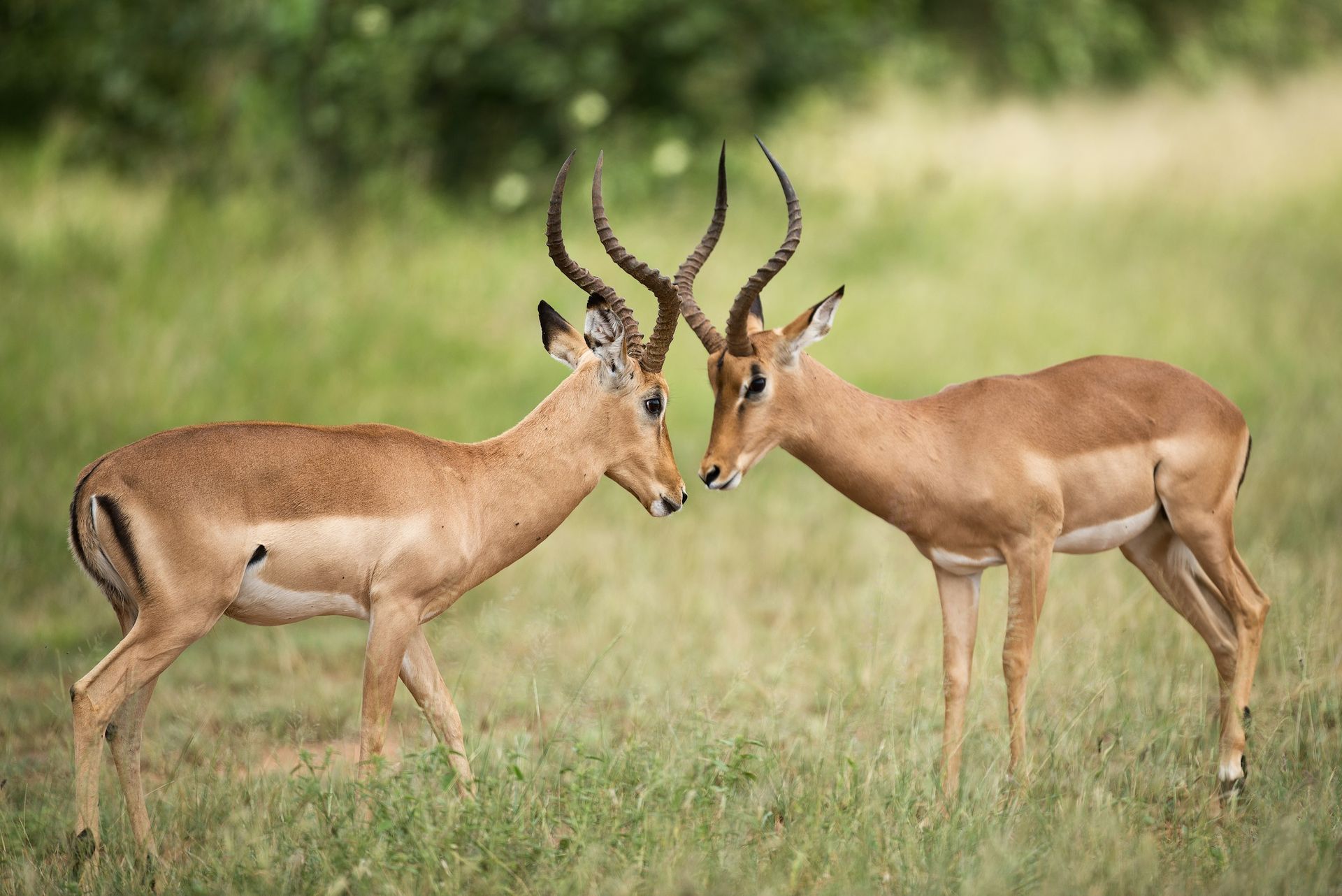 Two antelopes touching noses in a grassy field, one facing left and one right.