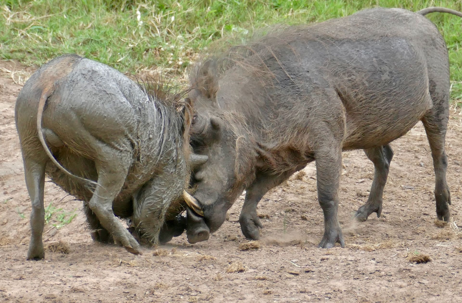 Two warthogs sparring with locked tusks on a dirt path