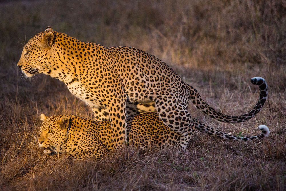 Two cheetahs in dry grass, one standing over the other in a natural habitat