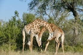 Two giraffes nuzzling in a grassy savanna with trees in the background