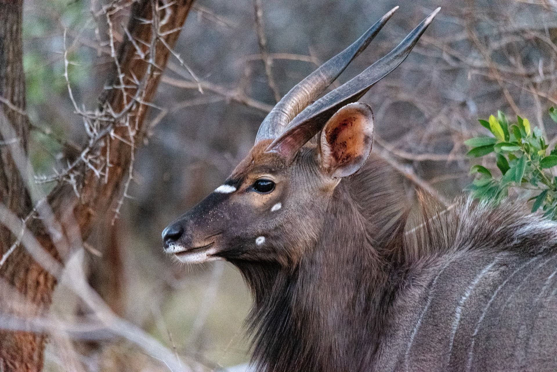 Wild antelope with long horns standing in brush, facing left in a wooded area