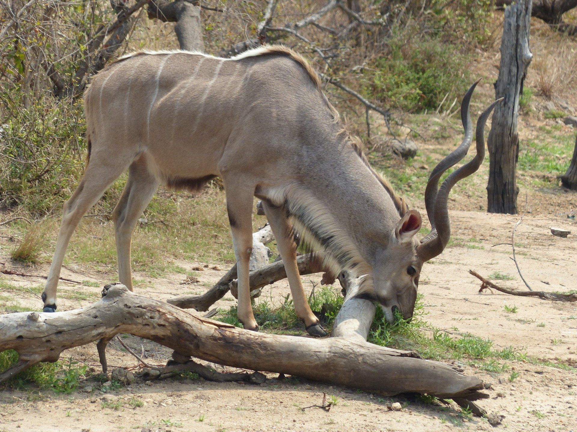 Two kudus grazing beside a fallen log in a dry woodland.