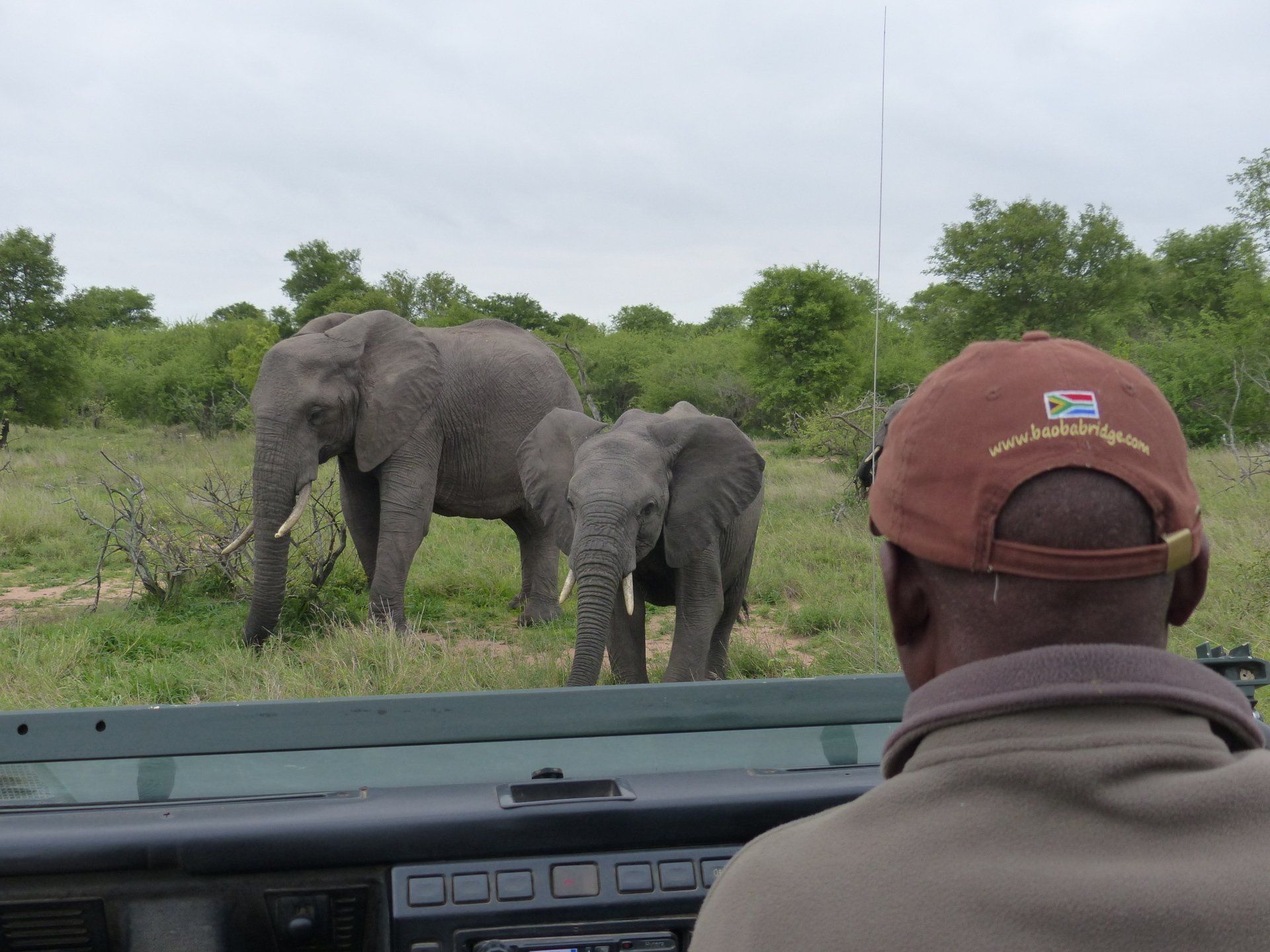 Two elephants standing in a grassy safari clearing, viewed from a vehicle with a person in a cap in the foreground