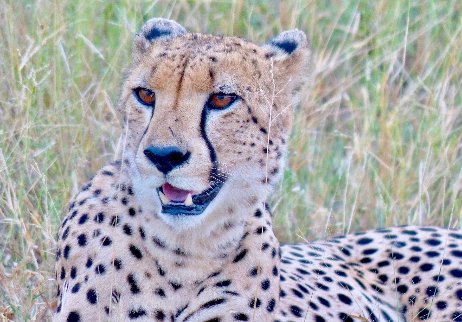 Cheetah lying in grass, facing forward with mouth slightly open.