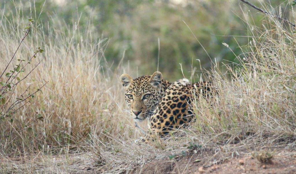 Leopard crouched in dry grass, camouflaged and watching ahead.