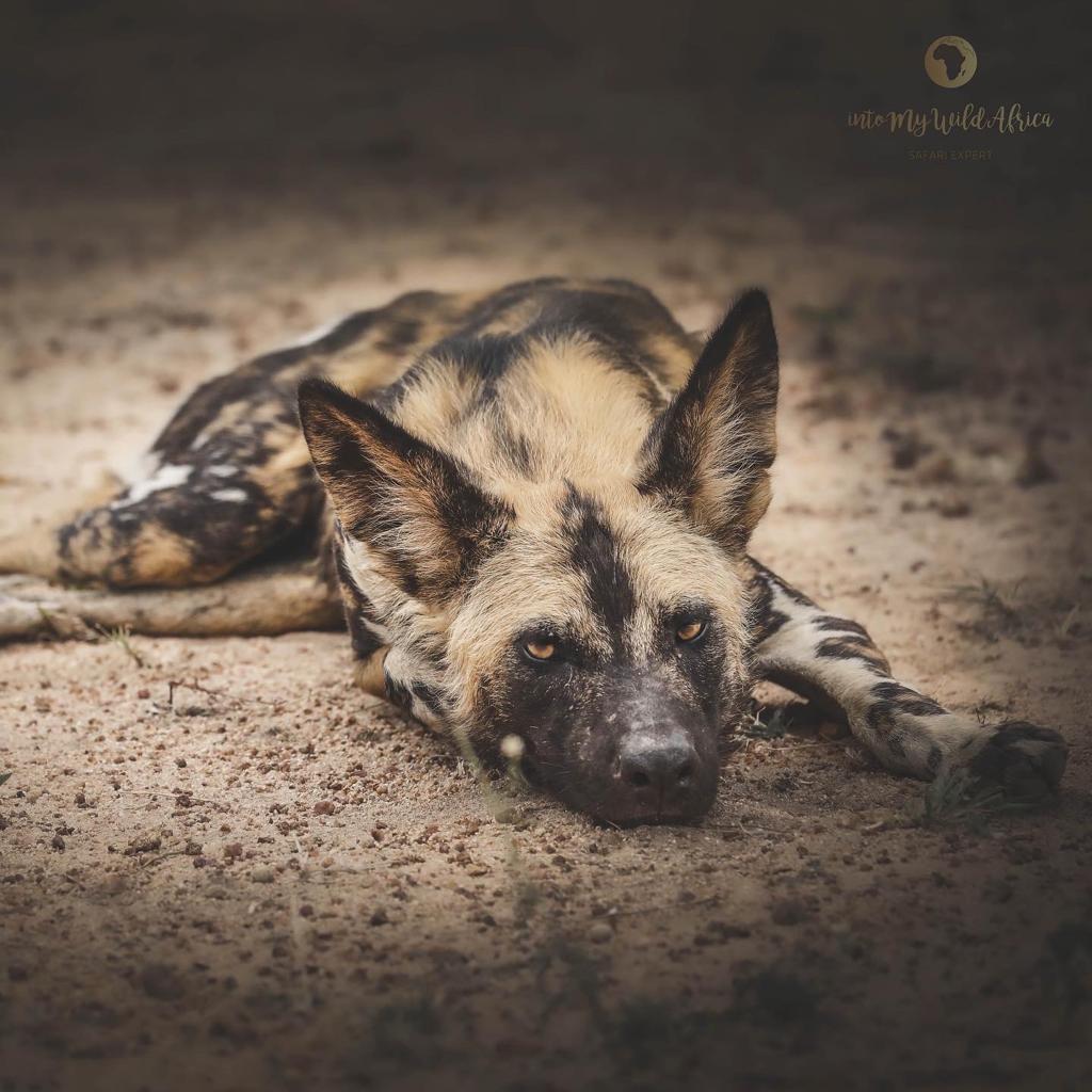 A wild dog lies resting on sandy ground, looking tired and dusty.