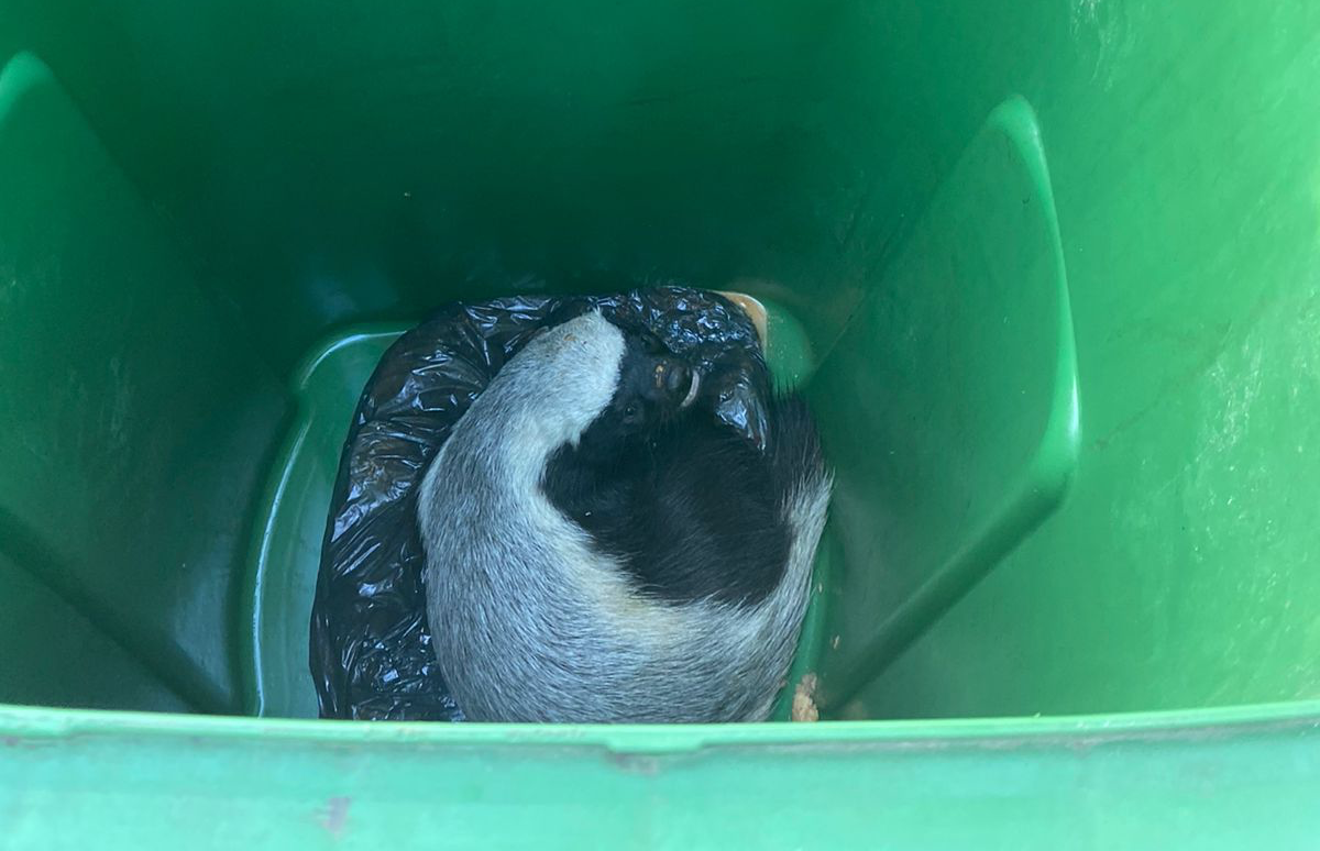 Black-and-white bird nestled inside a green plastic bin