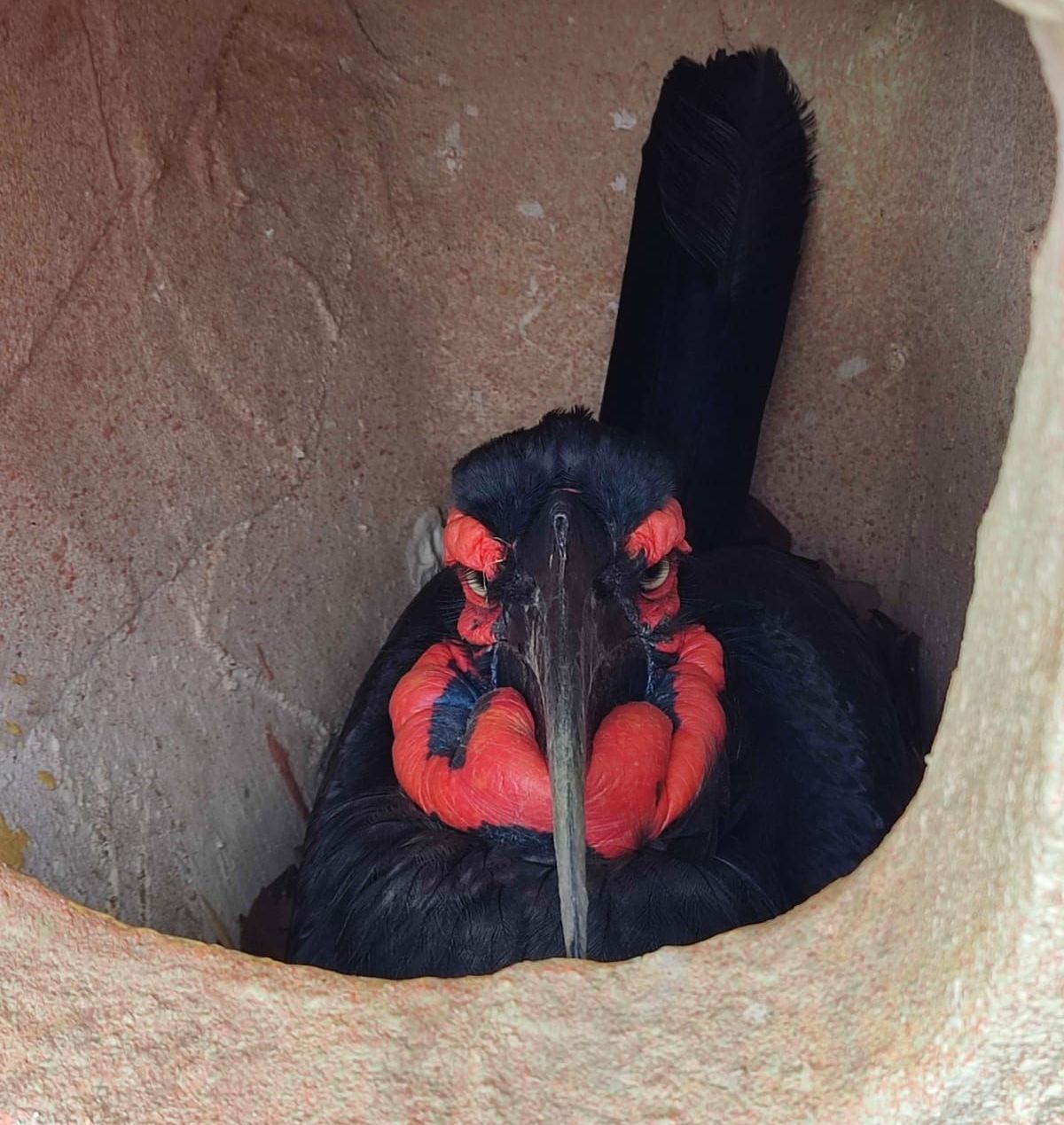 Black bird with red facial wattles peeks from a nest hole in a tree trunk