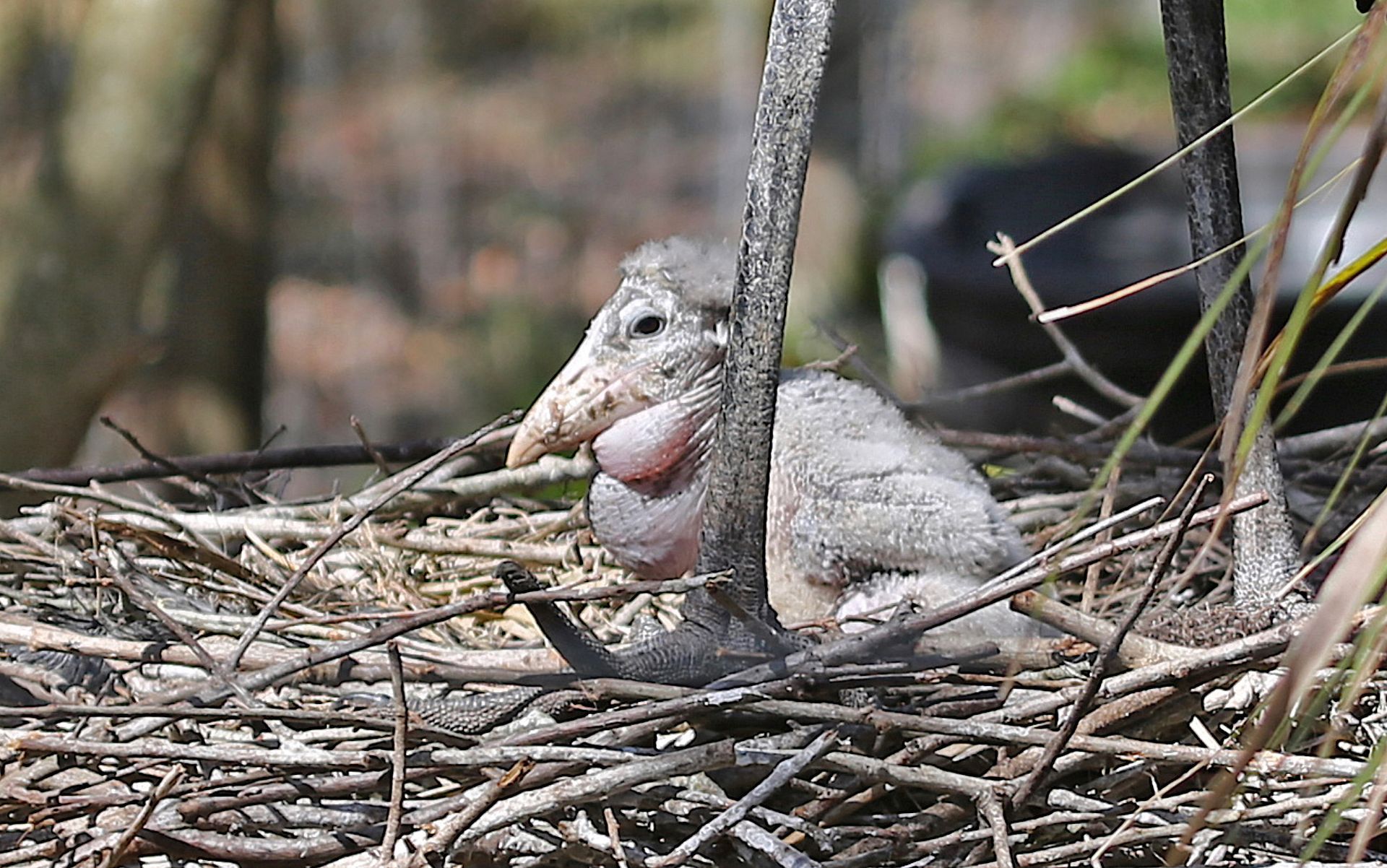 A gray joey peeks from a pouch in a woven nest on the ground, surrounded by twigs and grass.