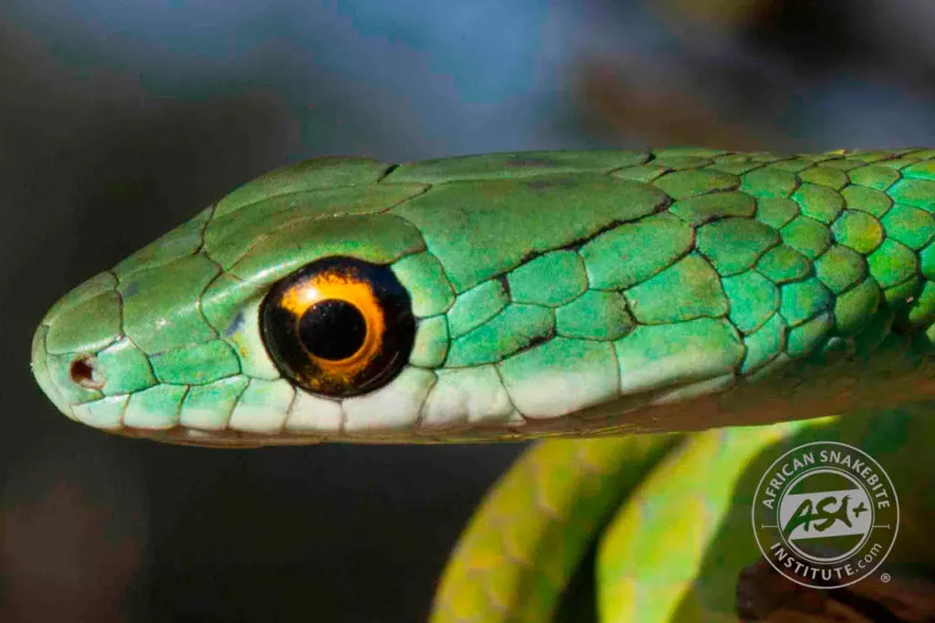 Close-up of a green snake with an orange eye against a blurred background