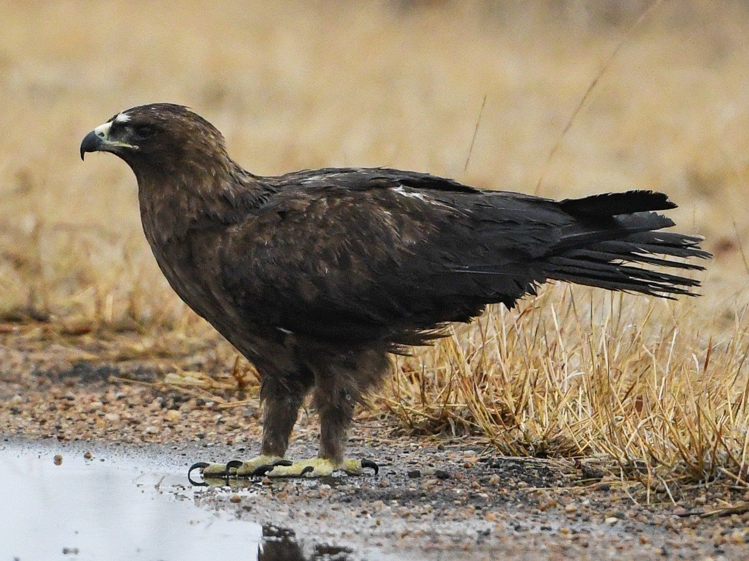 Dark brown eagle standing beside a muddy puddle in dry grass