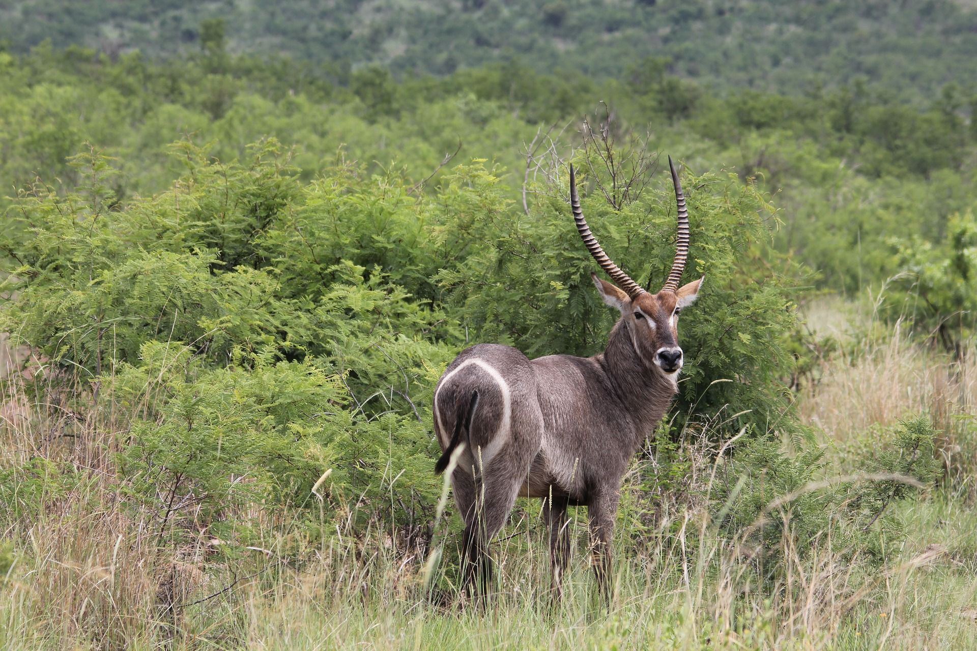 Male antelope standing in green grassland, with long curved horns and white markings on its back.
