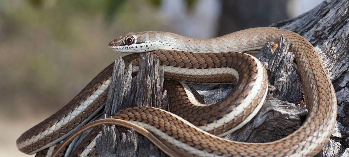 Two garter snakes coiled together on dry ground, one with a striped brown body and a light head.