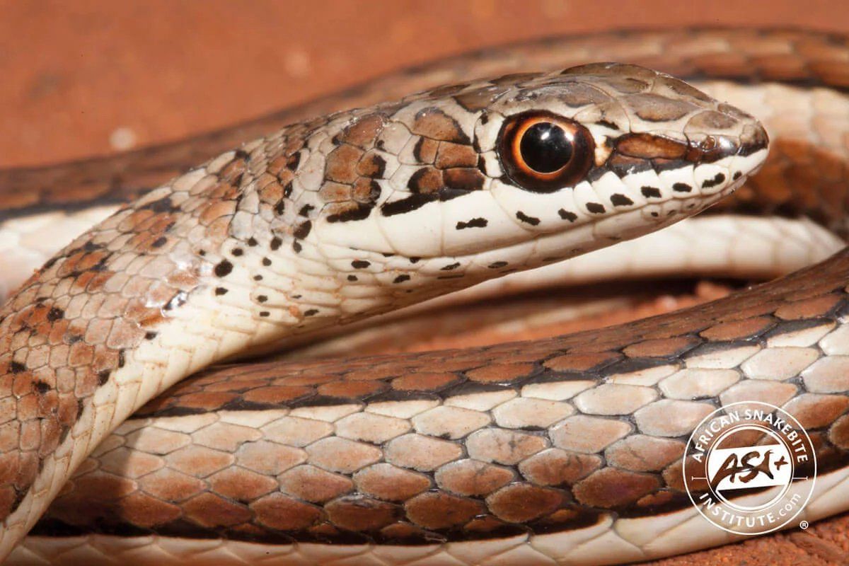 Close-up of a brown-and-white snake coiled on a reddish surface, showing its head and scales