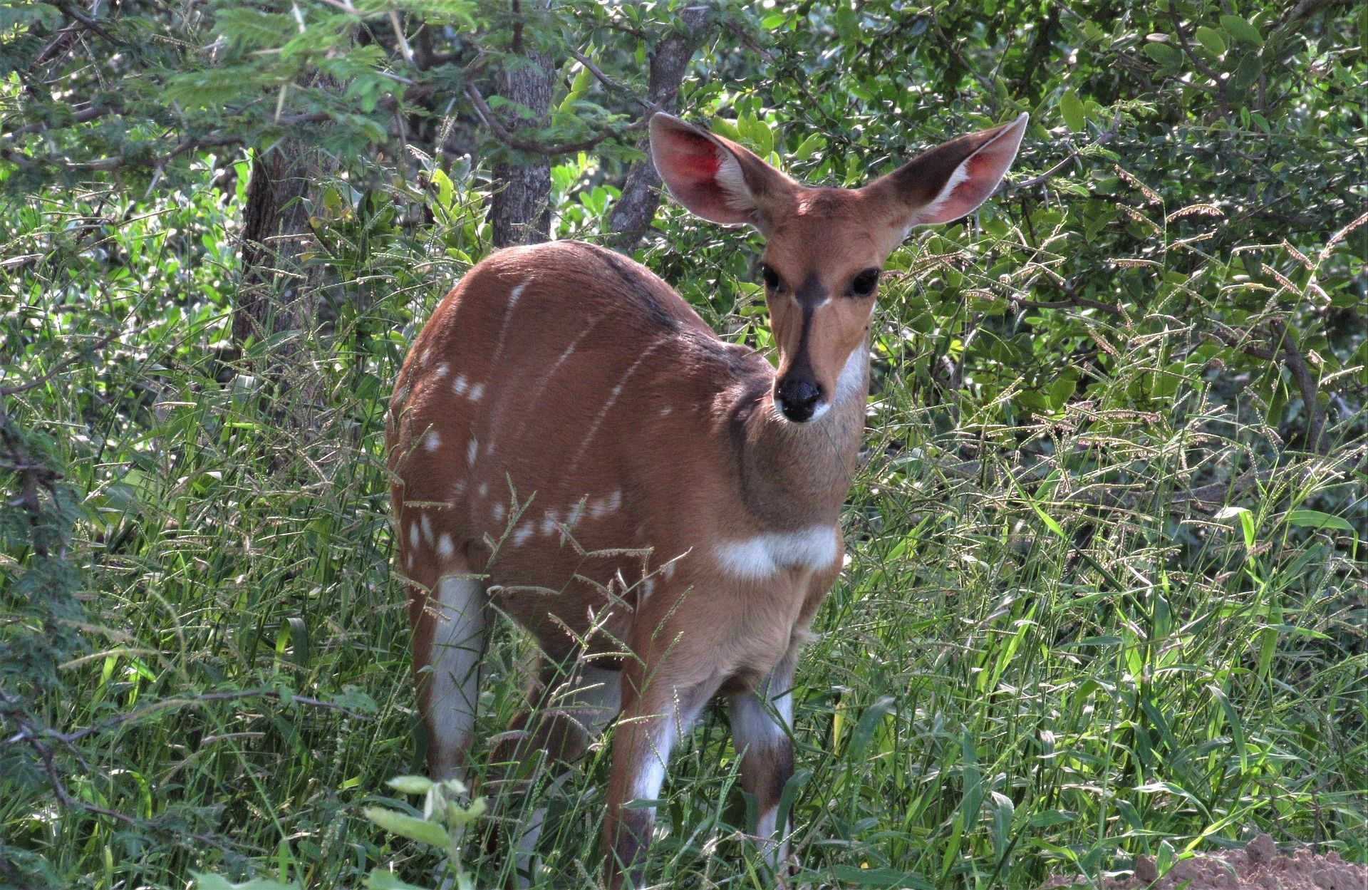 Young deer standing in dense green brush, facing the camera.