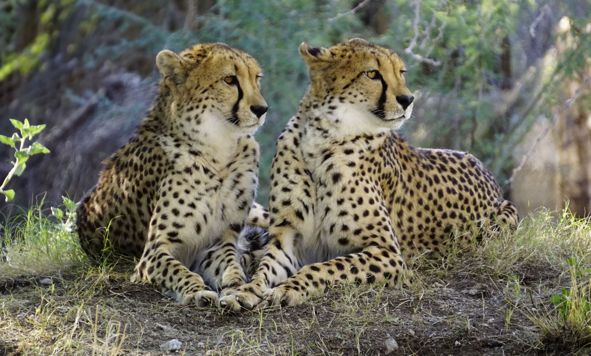 Two cheetahs sitting side by side in tall grass, looking in opposite directions.