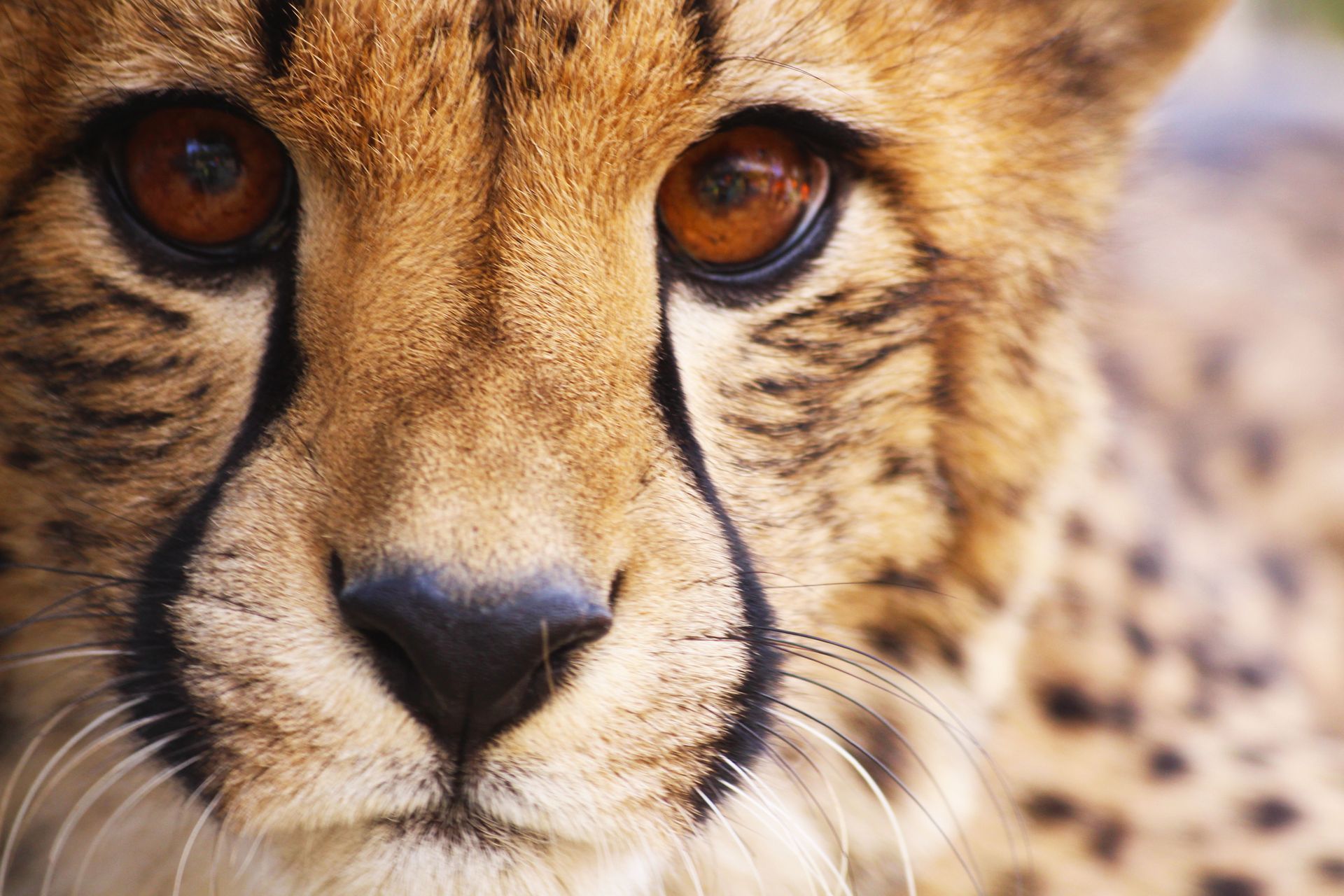 Close-up of a cheetah’s face with amber eyes and black tear marks