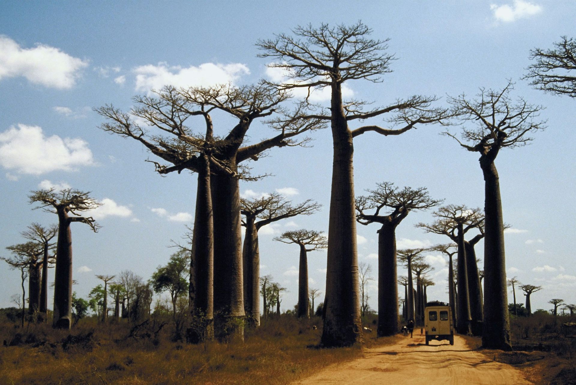 Baobab trees lining a dirt road under a blue sky, with a small vehicle in the distance