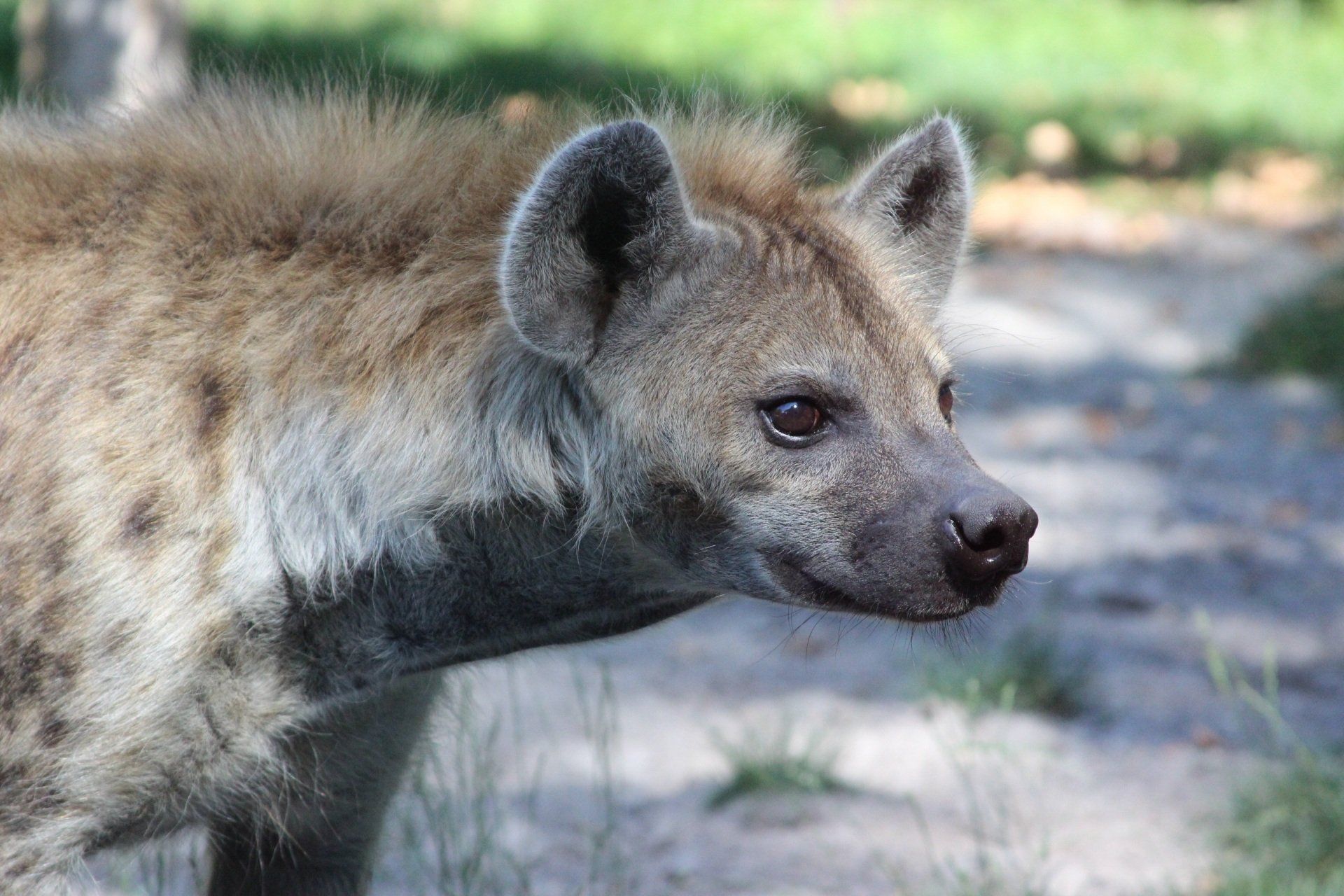 Close-up of a spotted hyena standing outdoors on a dirt path, facing right.