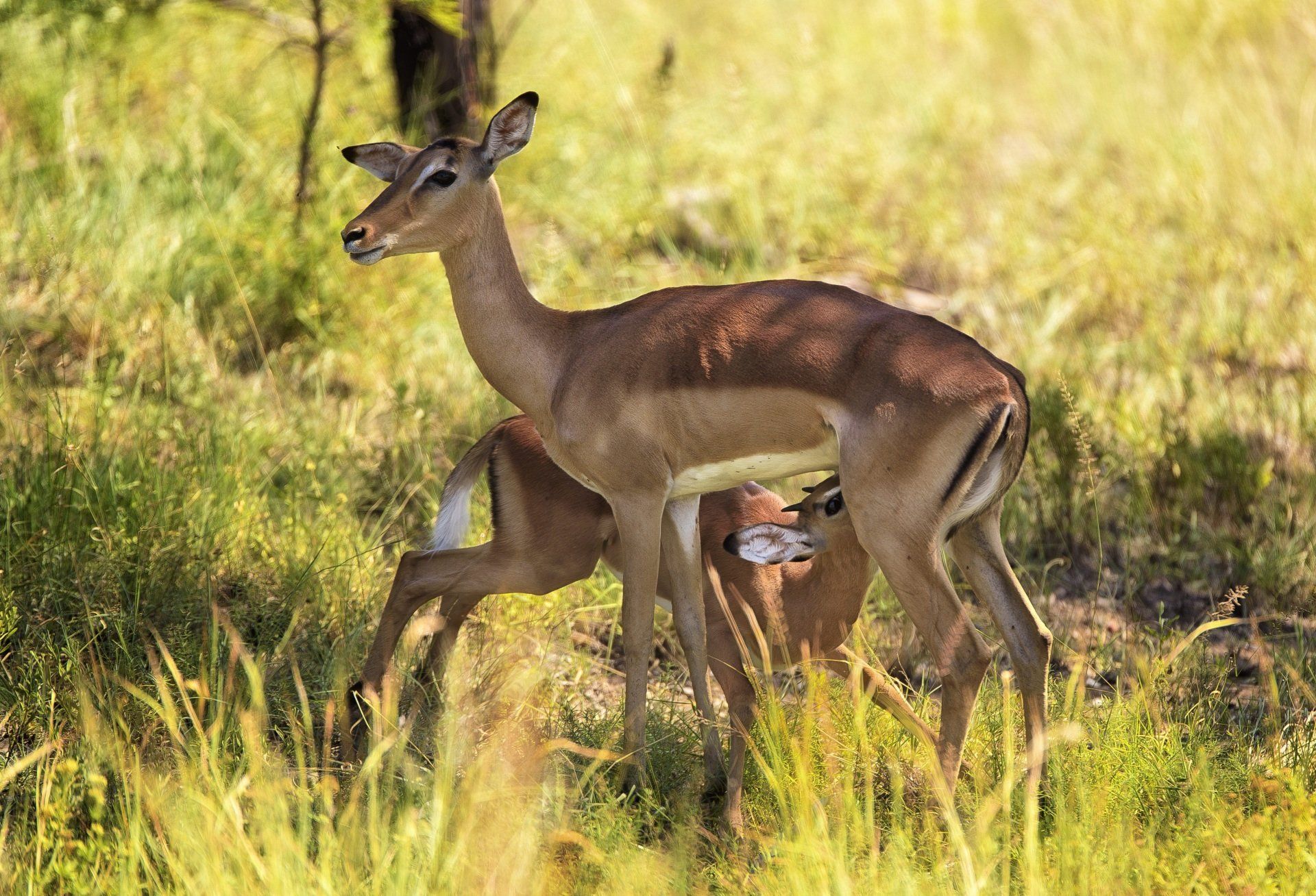 Doe with fawn in tall grass, with a second fawn partly hidden nearby