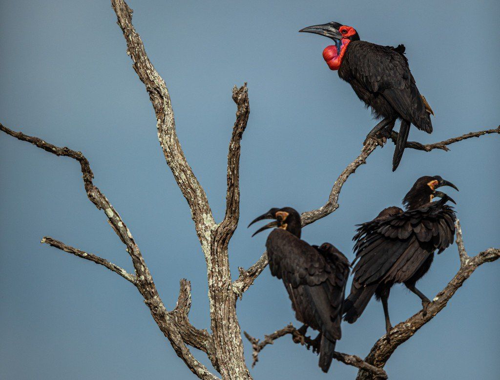 Three black birds perched on bare tree branches against a blue sky, one with a red throat pouch.