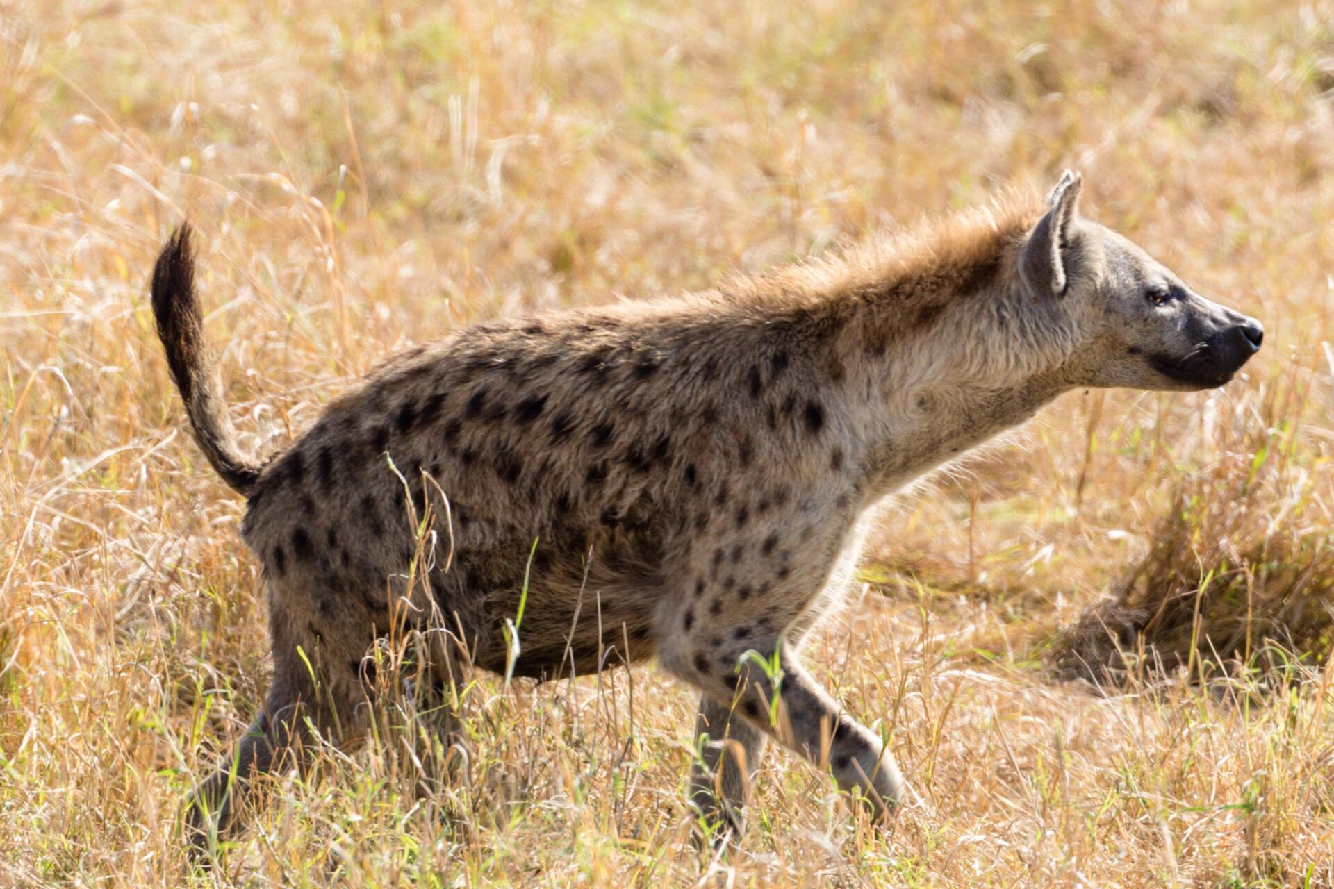 Spotted hyena walking through dry grass, side view with tail raised.