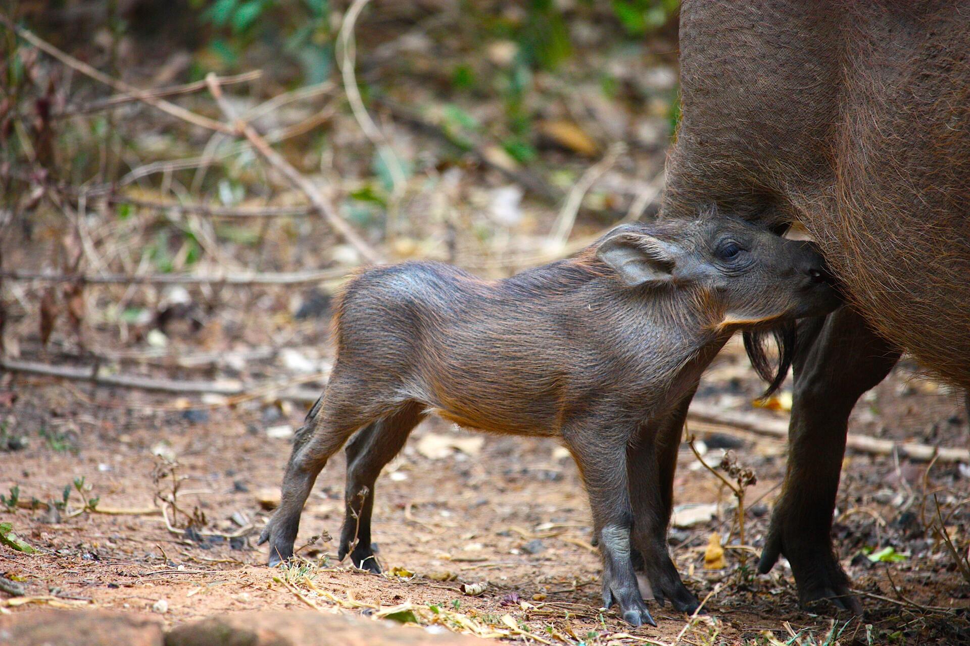 Baby wild boar nursing beside its mother in a forest clearing