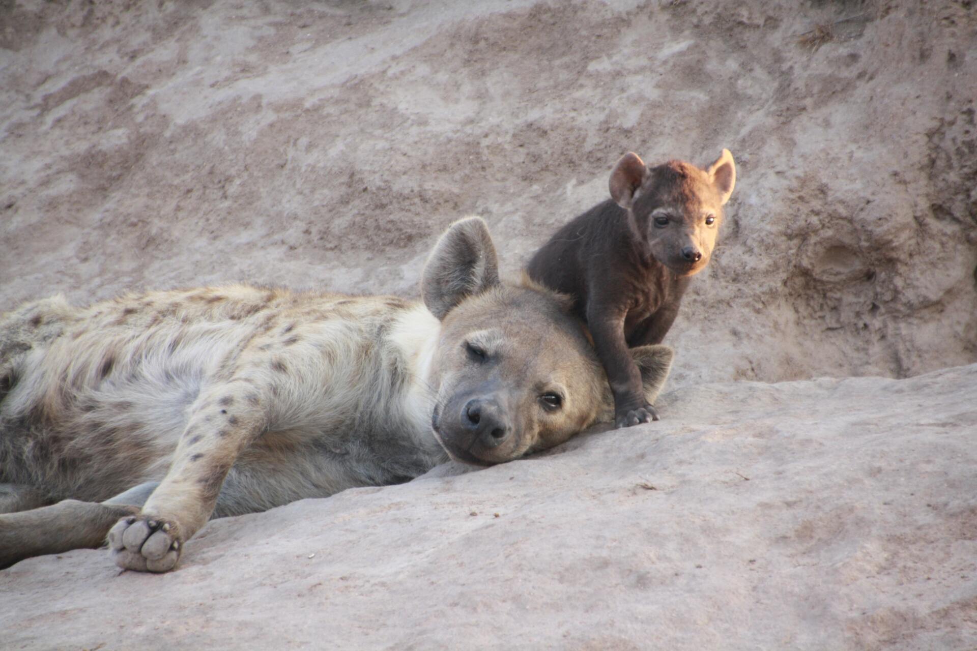 A mother bear and cub resting on a rocky slope.