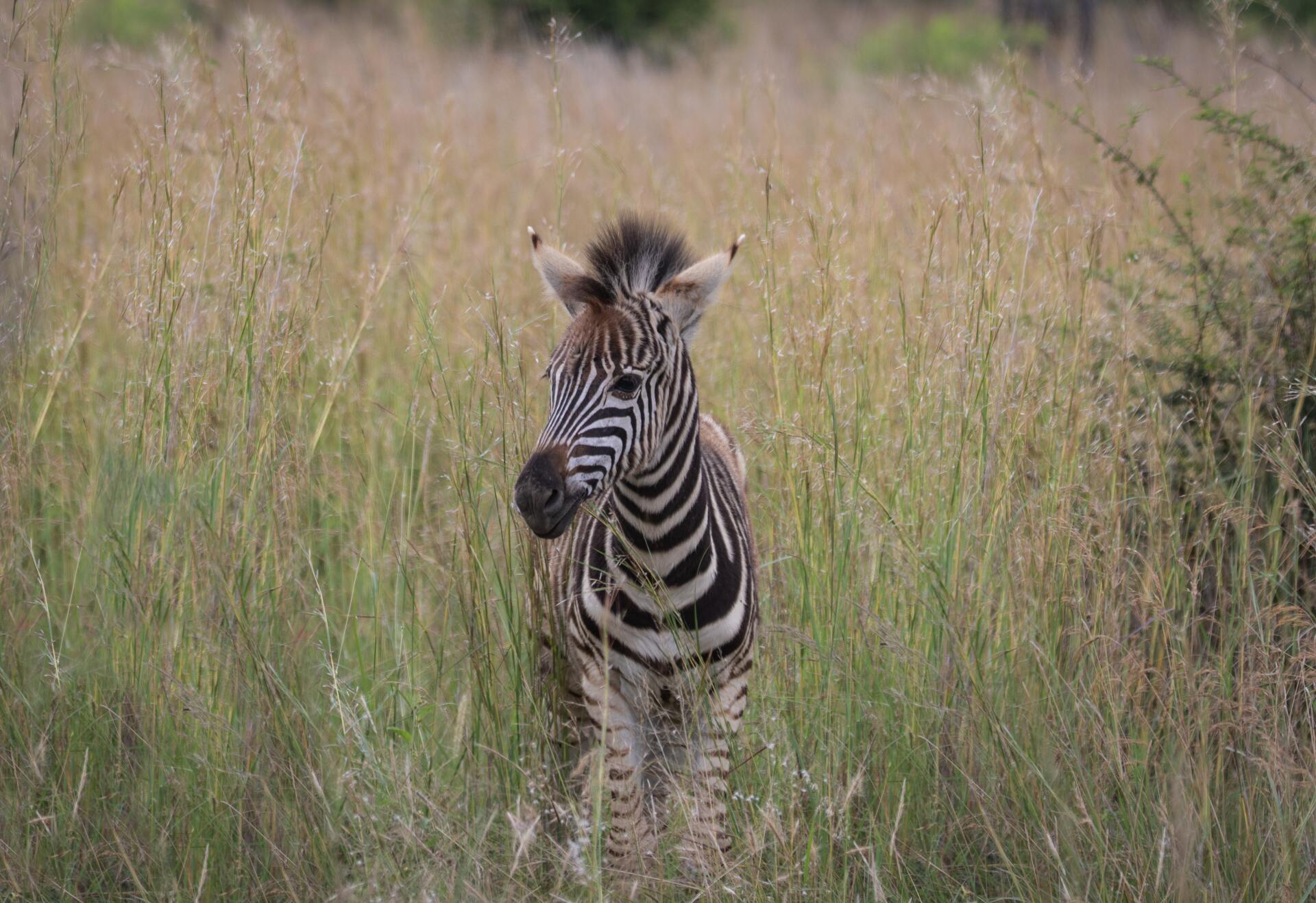 Zebra standing in tall grass, looking toward the camera.
