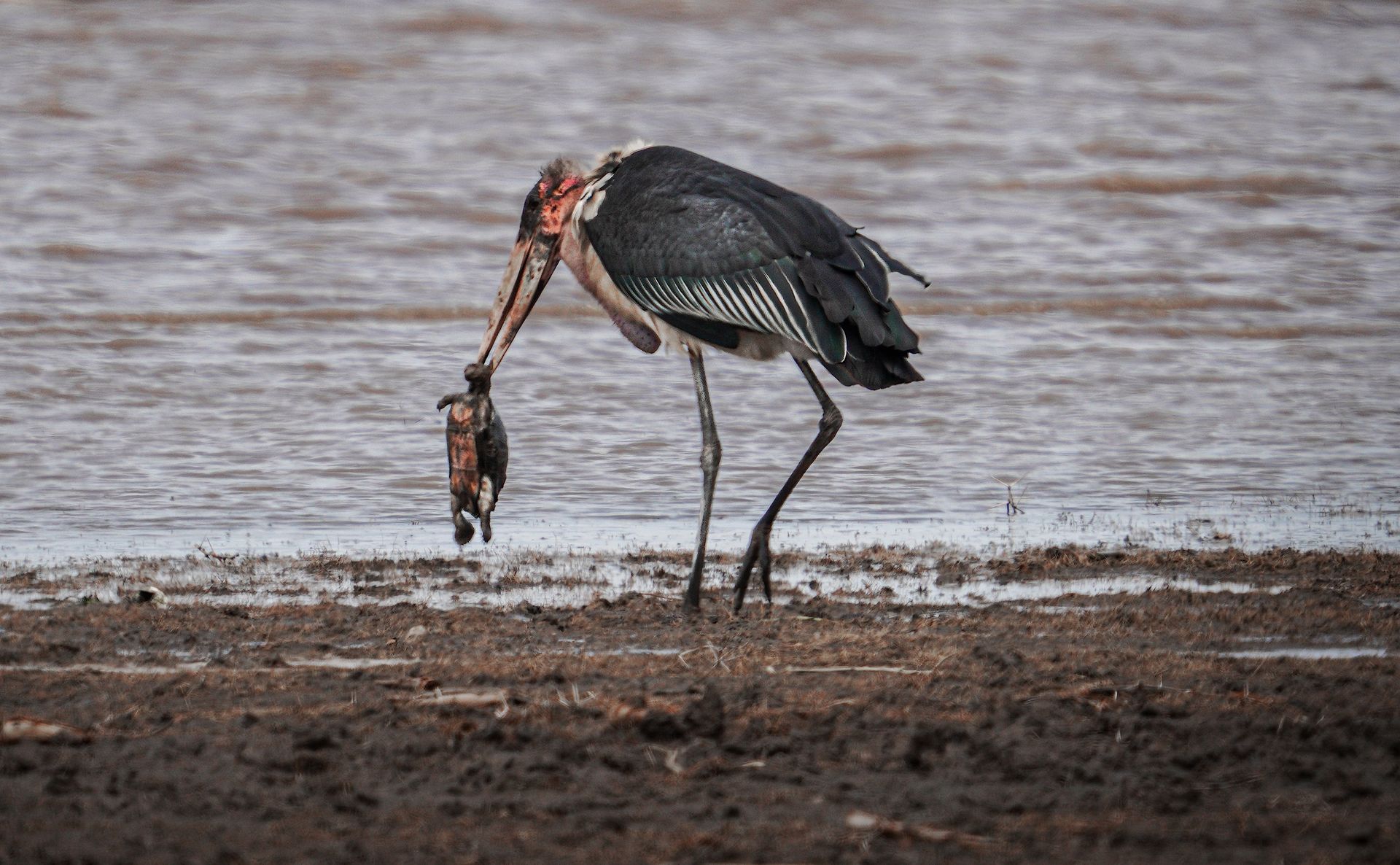 A black bird stands in shallow water, holding a fish in its beak.