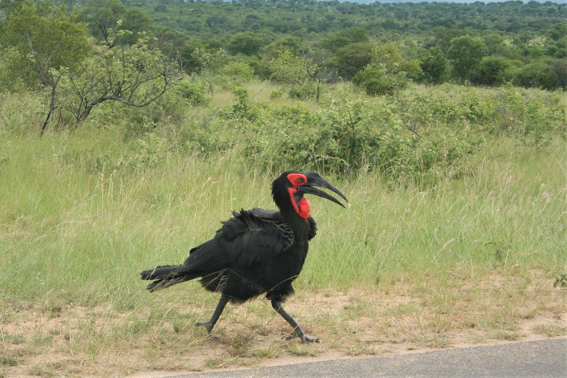 Black bird with a red head walking on a dirt road in grassy savanna greenery