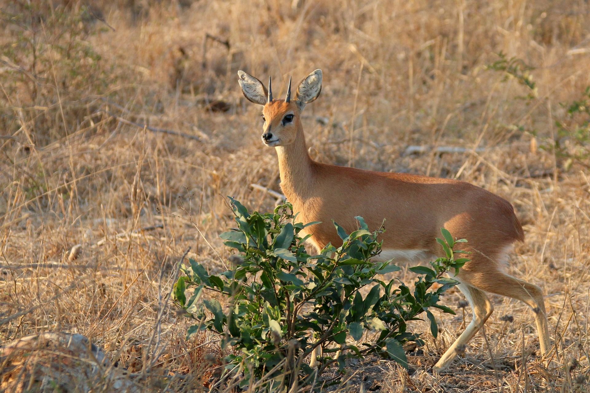 Deer standing in dry grass behind a green shrub, looking toward the camera.