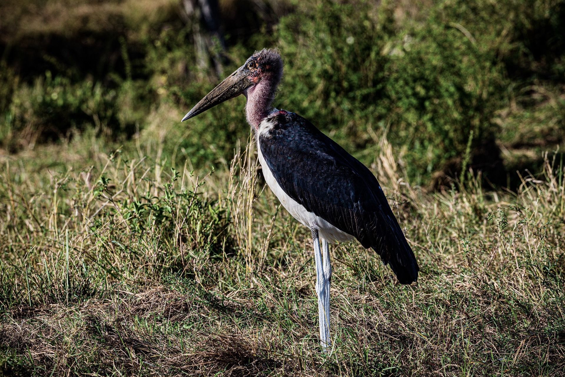 Marabou stork standing in dry grass with a dark body and pale legs