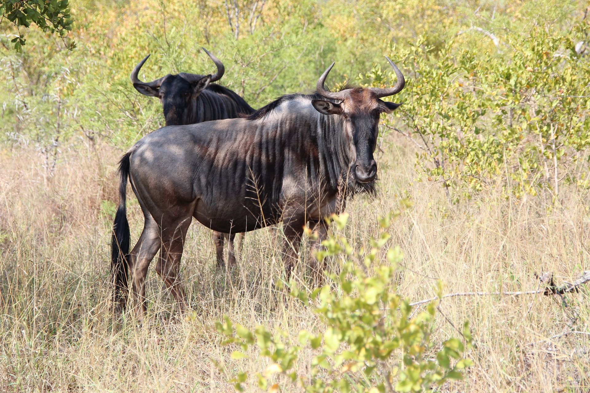 Two wildebeest standing in tall dry grass in a scrubby field