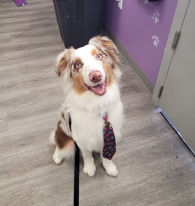 Dog & Cat Grooming Gallery Hesperia, CA Pampered Puppies