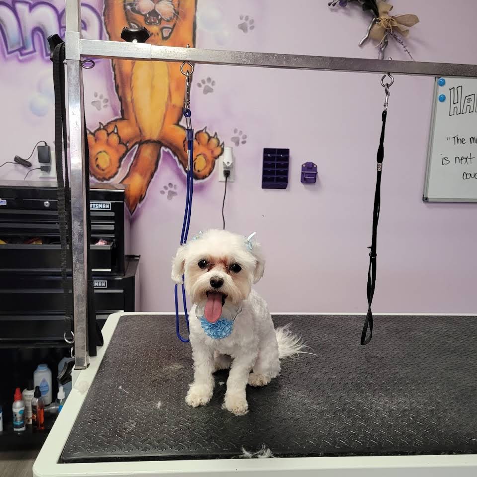 White Cute Dog — Victorville, CA — Pampered Puppies