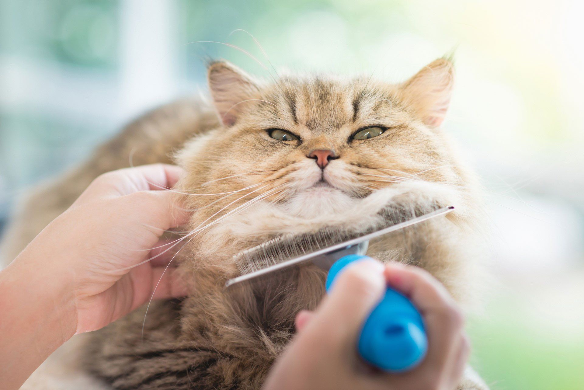 Cat Grooming โ Victorville, CA โ Pampered Puppies